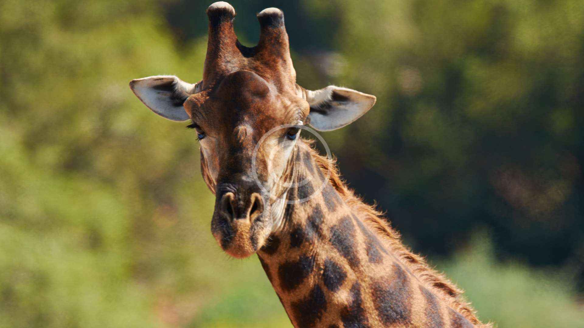 Donate to Giraffe Conservation